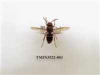 藏品(威氏虎頭蜂)的圖片